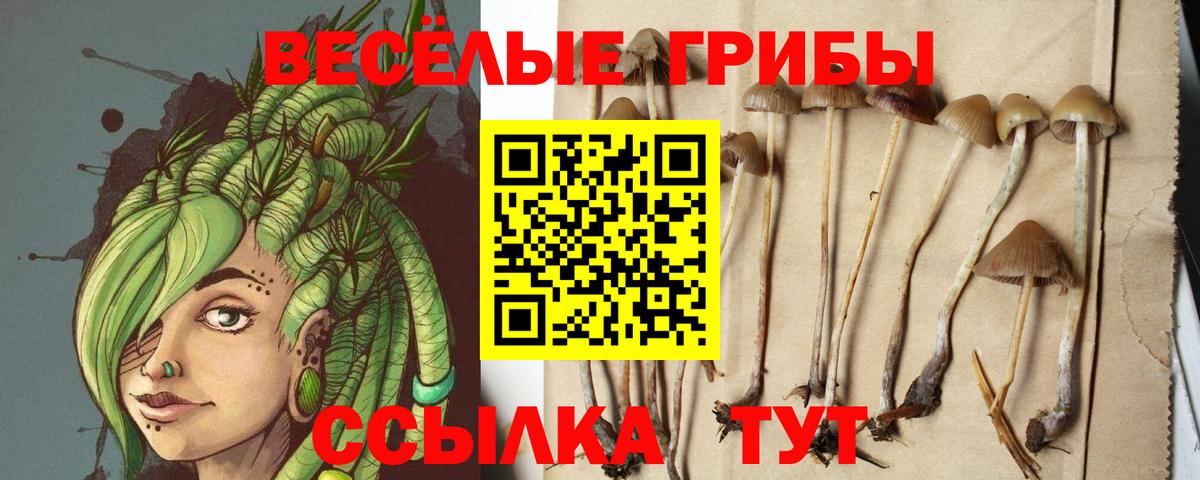 закладки  Вход с VPN  Ковров  Галлюциногенные грибы MAGIC MUSHROOMS  Псилоцибиновые грибы Psilocybe 